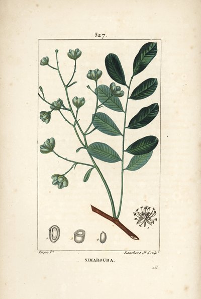 Simaruba amarga - Simarouba amara, con flor, hoja, rama y semilla de Pierre Jean Francois Turpin