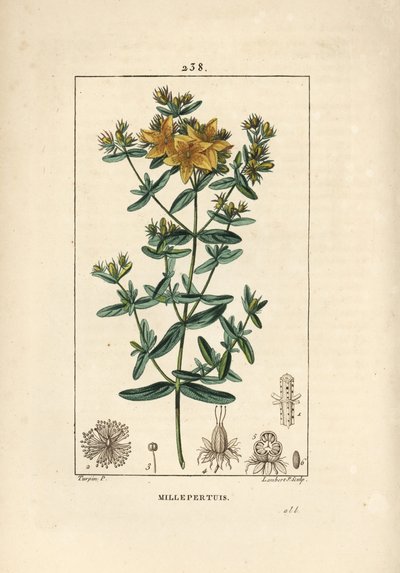 Hierba de San Juan - Hierba de San Juan perforada, Hypericum perforatum. Grabado en cobre a puntos coloreado a mano por Lambert Junior de un dibujo de Pierre Jean-Francois Turpin de Chaumeton, Poiret y Chamberet