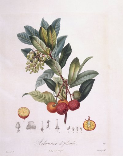 Madroño (Arbutus unedo), placa botánica de Pierre Jean Francois Turpin de Pierre Jean Francois Turpin