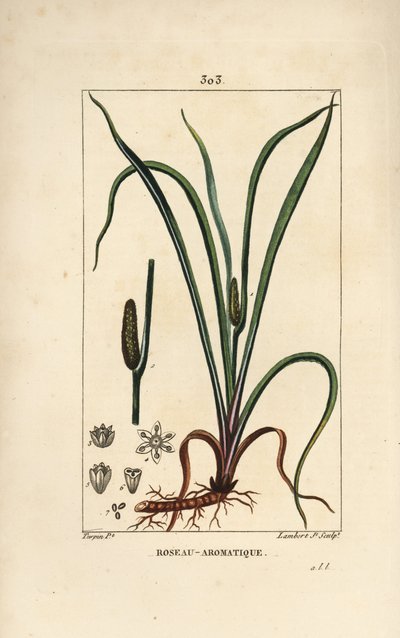 Acorus calamus, con semilla, hoja y raíz. Grabado en cobre a mano coloreado por Lambert Junior de un dibujo de Pierre Jean-Francois Turpin de 