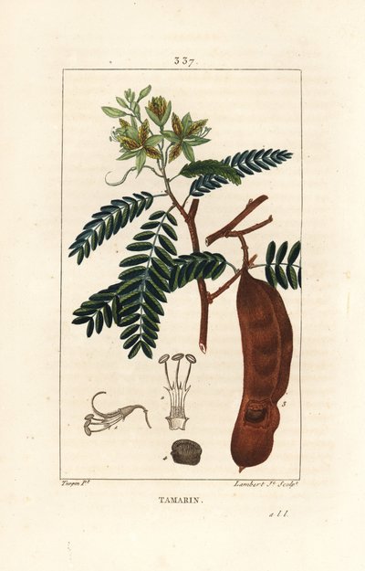 Tamarindus indica, mostrando flor, hoja y vaina de semilla. Grabado en cobre a mano coloreado por Lambert Junior de un dibujo de Pierre Jean-Francois Turpin de Pierre Jean Francois Turpin