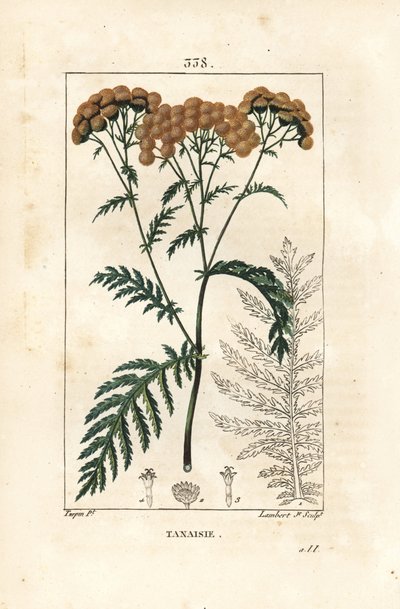 Tanaceto de Pierre Jean Francois Turpin