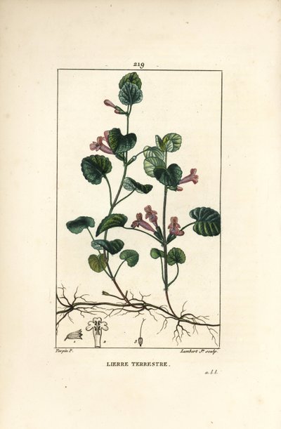Hiedra terrestre - Hiedra terrestre, Hedera terrestris. Grabado en cobre a puntos coloreado a mano por Lambert Junior de un dibujo de Pierre Jean-Francois Turpin de Chaumeton, Poiret y Chamberet