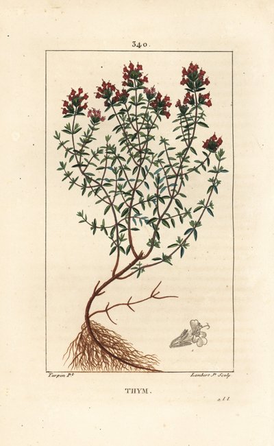 Tomillo, Thymus vulgaris, mostrando flor, hoja, tallo y raíz. Grabado en cobre a mano coloreado por Lambert Junior a partir de un dibujo de Pierre Jean-Francois Turpin de 