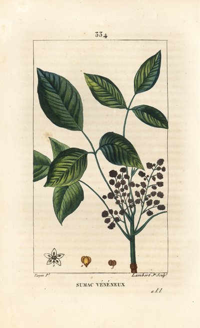 Toxicodendron pubescens. Grabado en cobre a mano coloreado por Lambert Junior de un dibujo de Pierre Jean-Francois Turpin de Pierre Jean Francois Turpin