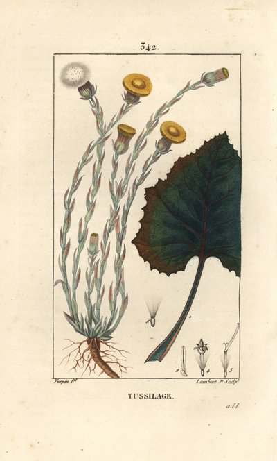 Tussilago farfara, con flor, hoja, tallo y raíz. Grabado en cobre a mano coloreado por Lambert Junior de un dibujo de Pierre Jean-Francois Turpin de Pierre Jean Francois Turpin