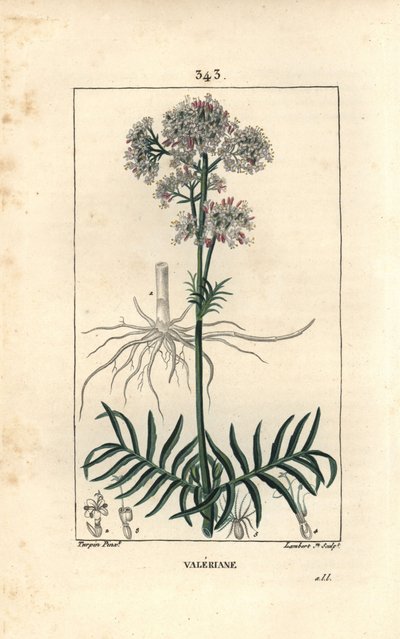 Valeriana de las colinas o Valeriana con hojas pequeñas de Pierre Jean Francois Turpin