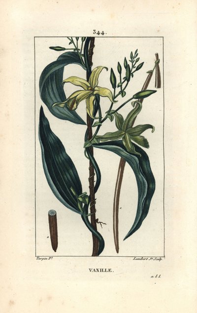 Vainilla - Orquídea de vainilla, Epidendron vanilla, con flor, hoja, vaina de semilla. Grabado en cobre a mano coloreado a partir de un dibujo de Pierre Jean-Francois Turpin del libro de Chaumeton, Poiret y Chamberet “La Flore Medicale” de Pierre Jean Francois Turpin