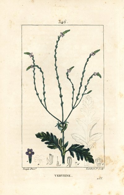 Verbena o Hierba Sagrada, Vena de Venus o Hierba de Bruja - Verbena officinalis. Grabado en cobre a mano coloreado por Lambert Junior de un dibujo de Pierre Jean-Francois Turpin de 