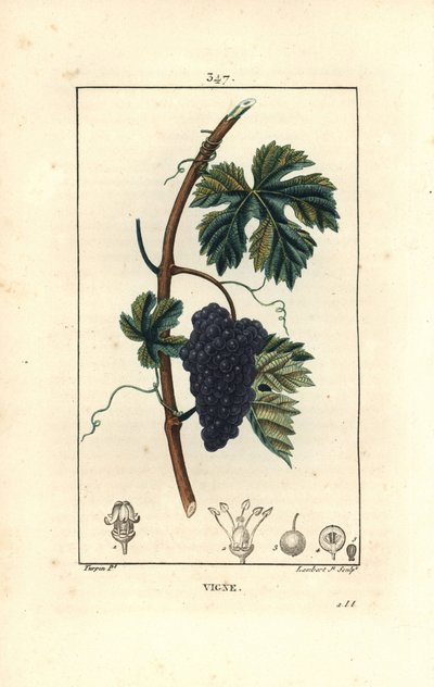 Vitis vinifera, con fruto, hoja, zarcillo y tallo. Grabado en cobre a mano coloreado por Lambert Junior de un dibujo de Pierre Jean-Francois Turpin de Pierre Jean Francois Turpin