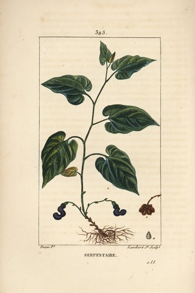 Serpentaria de Virginia - Aristolochia serpentaria, con flor, hoja, tallo, semilla y raíz de Pierre Jean Francois Turpin