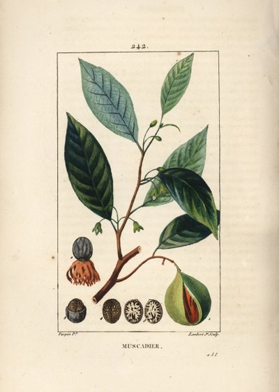 Nuez vómica - Nuez moscada y macis, Myristica moschata, hoja, semilla y fruto. Grabado en cobre a mano coloreado por Lambert Junior de un dibujo de Pierre Jean-Francois Turpin de 