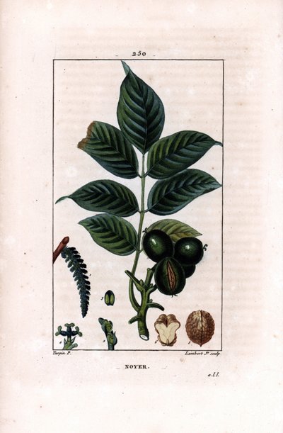 Rama de nogal con nueces - Nogal, Juglans regia, con rama, hojas, fruto maduro, nuez en cáscara y en sección. Grabado en cobre a puntos coloreado a mano por Lambert Junior de un dibujo de Pierre Jean-Francois Turpin de Chaumeton, Poiret y Chamberet