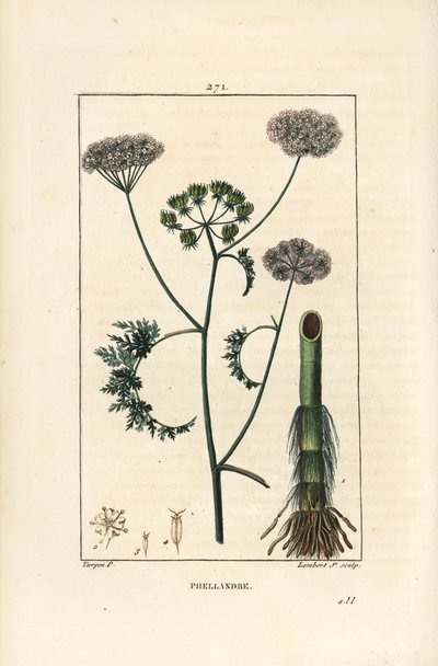 Cicuta de agua, Oenanthe aquatica, con flor, hoja, tallo y raíz. Grabado en cobre a mano coloreado por Lambert Junior de un dibujo de Pierre Jean-Francois Turpin de Chaumeton, Poiret y Chamberet de Pierre Jean Francois Turpin