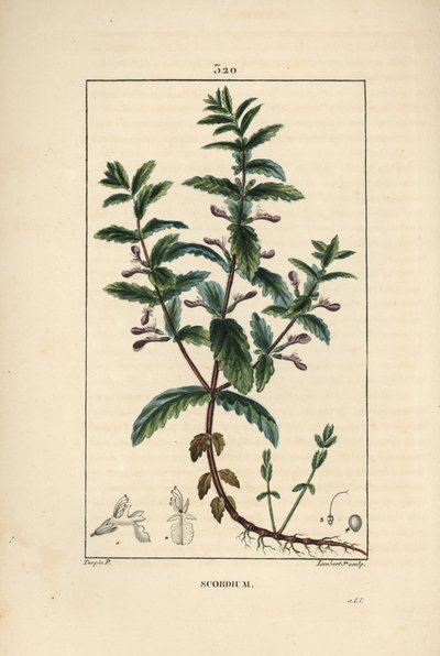 Teucrium scordium, mostrando flor, hoja, tallo y raíces. Grabado en cobre a mano coloreado por Lambert Junior de un dibujo de Pierre Jean-Francois Turpin de Pierre Jean Francois Turpin
