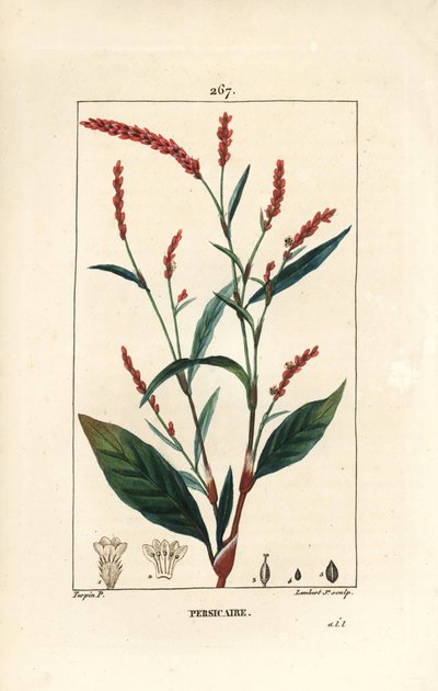 Pimienta de agua - Pimienta de agua, Persicaria hydropiper (Polygonum hydropiper), con flor, tallo y hoja. Grabado en cobre a puntos coloreado a mano por Lambert Junior de un dibujo de Pierre Jean-Francois Turpin de 