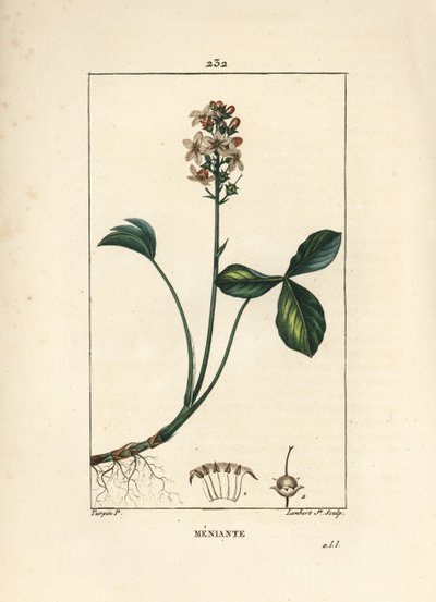 Trébol de agua o trébol de agua menyanth - Trébol de Marte, Menyanthes trifoliata. Grabado en cobre a puntos coloreado a mano por Lambert Junior de un dibujo de Pierre Jean-Francois Turpin de 