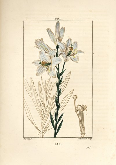 Lirio blanco o lirio de la madonna - Lirio blanco, Lilium candidum. Grabado en cobre a puntos coloreado a mano por Lambert Junior de un dibujo de Pierre Jean-Francois Turpin de 