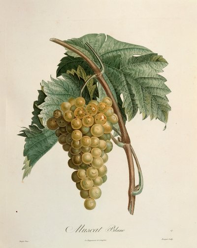 Uvas moscatel blancas por Pierre Jean Francois Turpin (1775-1840) de Pierre Jean Francois Turpin