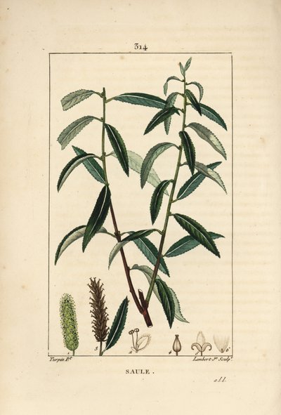 Sauce Blanco o Sauce Plateado, Mimbre Blanco de Pierre Jean Francois Turpin