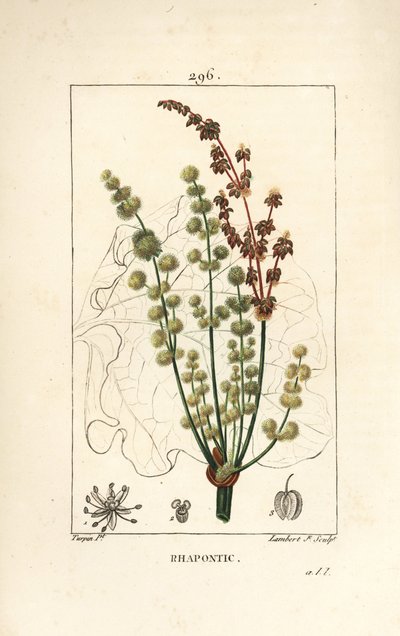 Ruibarbo silvestre - Rheum rhaponticum, con flor, tallo, semilla y contorno de hoja de Pierre Jean Francois Turpin
