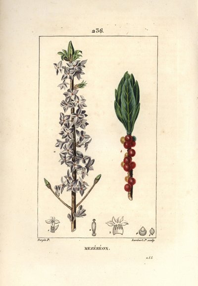 Madera bonita, bonita, verde, verde madera, Daphne bonita madera - Mezereon, Daphne mezereum. Grabado en cobre a puntos coloreado a mano por Lambert Junior de un dibujo de Pierre Jean-Francois Turpin de 