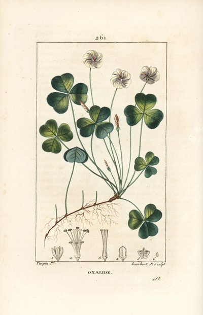Acedera de madera, Oxalis acetosella, con flor, hoja, tallo, semilla y raíz. Grabado en cobre a mano a color por Lambert Junior de un dibujo de Pierre Jean-Francois Turpin de Chaumeton, Poiret y Chambere de Pierre Jean Francois Turpin