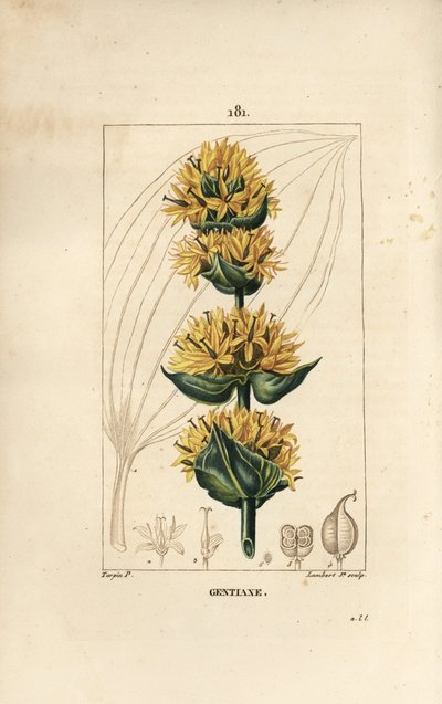 Genciana amarilla o gran genciana - Genciana, Gentiana lutea. Grabado en cobre a puntos coloreado a mano por Lambert Junior de un dibujo de Pierre Jean-Francois Turpin de 