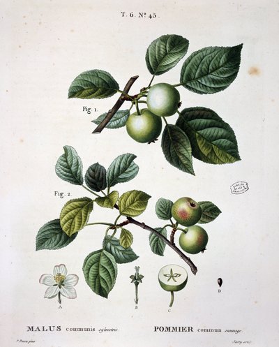 Manzano mier común salvaje - en "Nuevo Duhamel del Monceau o tratado de los árboles y arbustos que se cultivan en Francia", figuras según dibujos de P.J. Redouté y P. Bessa, París de Pierre Joseph (after) Redoute