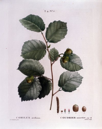 Botánica: rama de avellano. Placa tomada de “Nouveau Duhamel du Monceau o Traité des Arbres et Arbustes Cultivés en France” Acuarela de Pierre Joseph Redouté (1759-1840) 1819 de Pierre Joseph (after) Redoute