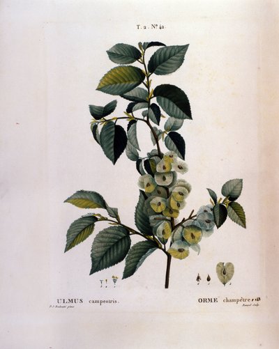 Botánica: rama de olmo. Lámina tomada de “Nouveau Duhamel du Monceau o Tratado de Árboles y Arbustos Cultivados en Francia” Acuarela de Pierre Joseph Redouté (1759-1840) 1819 de Pierre Joseph (after) Redoute