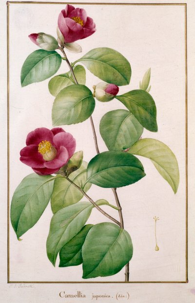 Camellia japonica de Pierre Joseph (after) Redoute
