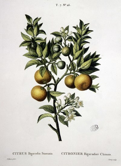 Limonero chino bigaradier - en “Nouveau Duhamel ou traité des arbres et arbustos que se cultivan en Francia”, dibujos de P.J. Redouté y P. Bessa, París de Pierre Joseph (after) Redoute