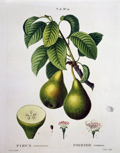 Poirier - en “Nuevo Duhamel du Monceau o tratado de los árboles y arbustos que la cultura en Francia”, figuras según los dibujos de P.J. Redoute y P. Bessa, París de Pierre Joseph (after) Redoute