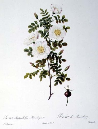 Rosa Pimpinellifolia Mariaeburgensis, grabado por Chapuy, de 