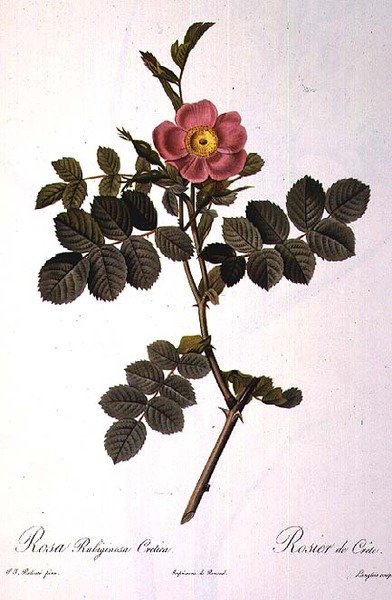 Rosa Rubiginosa Cretica, grabado por Langlois, de 