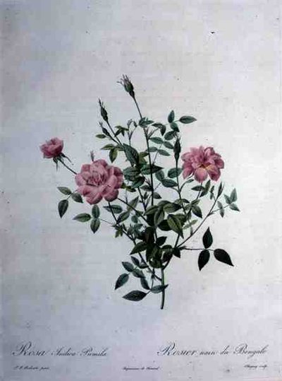 Rosa indica pumila (rosa de Bengala enana), grabado por Chapuy, de 
