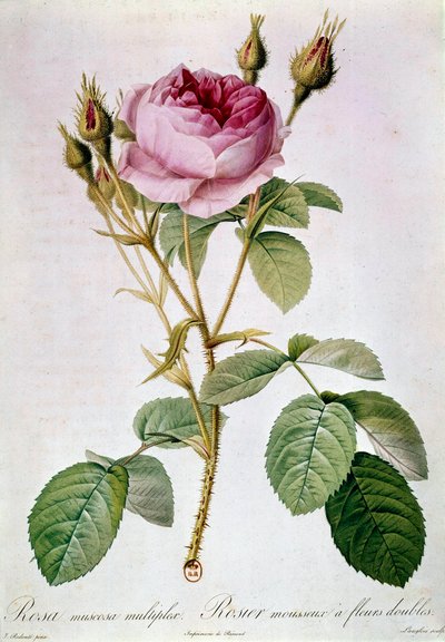 Plancha de rosa por Pierre Joseph Redoute (1759-1840) 1817. París, B.N. de Pierre Joseph (after) Redoute