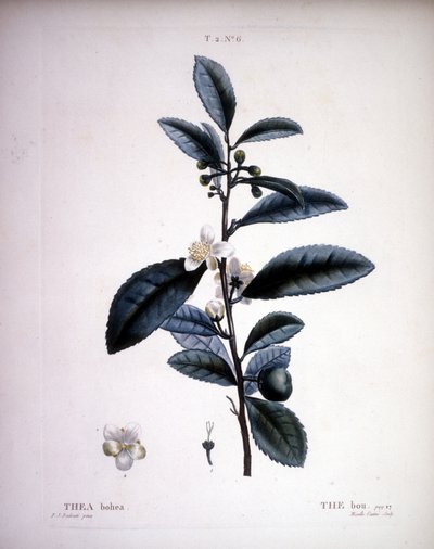 Thea Bohea - El Bou por Redoute. - en “Nouveau Duhamel du Monceau ou traité des arbres et arbustos que le culture en France”, figuras según los dibujos de P.J. Redoute y P. Bessa, París de Pierre Joseph (after) Redoute