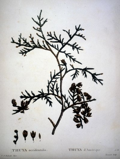 Thuya occidentalis o Thuya de América - en 