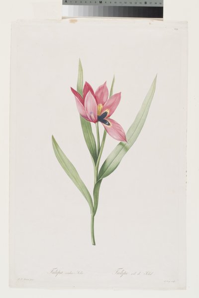 Tulipán Oeil De Soleil de Pierre Joseph (after) Redoute