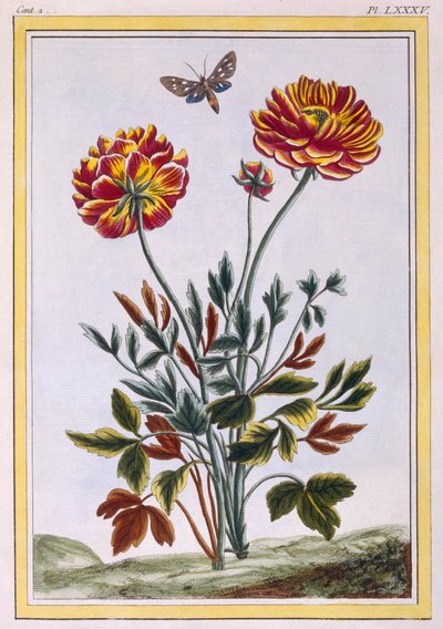 Una variedad de amapola amarilla de doble flor, c.1776 de Pierre Joseph Buchoz
