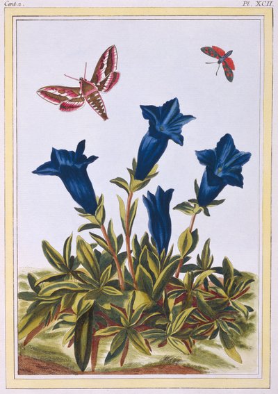 Flor de trompeta genciana azul, pub. 1776 de Pierre Joseph Buchoz