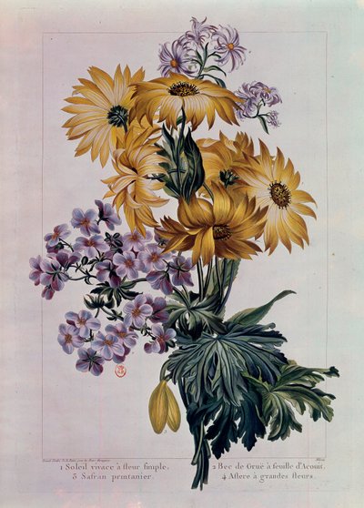 Ramo de soles y otras flores. Girasol perenne con una sola flor, pico de grulla con hoja de acónito y áster con flores grandes. Litografía por Pierre Joseph (1731-1807) siglo XVIII París, B.N. de Pierre Joseph Buchoz