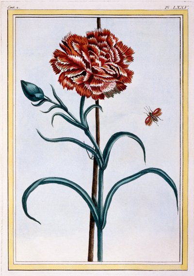 Clavel, pub. 1776 de Pierre Joseph Buchoz