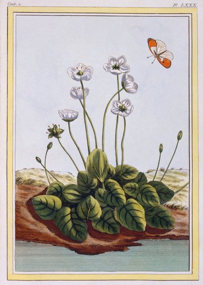 Chiendent de Parnasse Grass of Parnassus, pub. 1776 de Pierre Joseph Buchoz