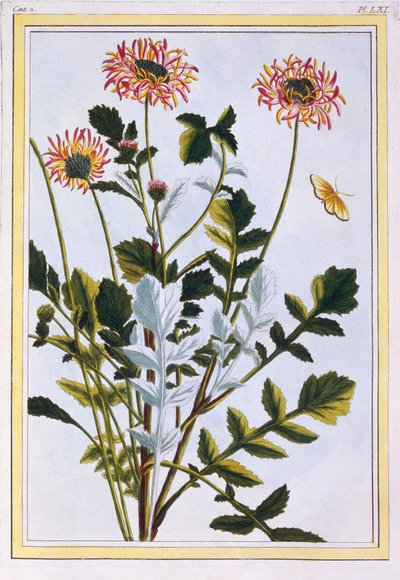 Margarita africana etíope, pub. 1776 de Pierre Joseph Buchoz