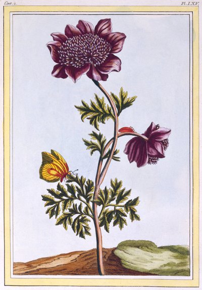 Anémona de jardín, pub. 1776 de Pierre Joseph Buchoz