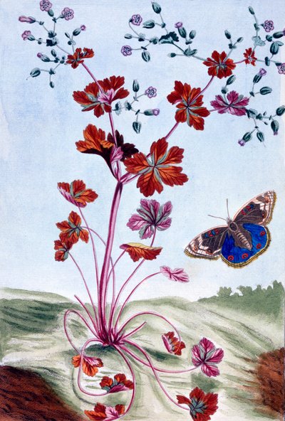 Geranio brillante, pub. 1776 de Pierre Joseph Buchoz