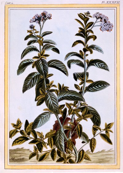Heliotropo o pastel de cereza, c.1766 de Pierre Joseph Buchoz